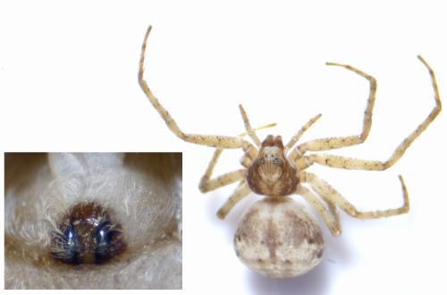 Réf. 339 615 : Philodromus buxi